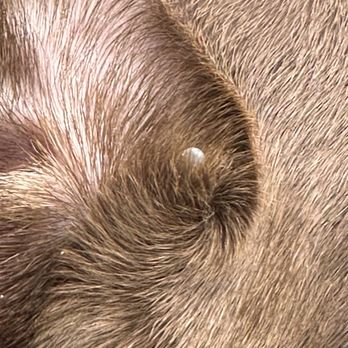 Noah's Bark Dog Services - Our puppy's tick. - Pet Sitting Near Me - San Jose, California Noah's Bark Dog Services - Our puppy's tick. - Pet Sitting Near Me - San Jose, California