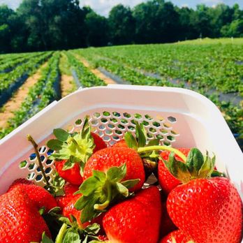Chesterfield Berry Farm - Farmers Market Near Me - Moseley, Virginia Chesterfield Berry Farm - Farmers Market Near Me - Moseley, Virginia