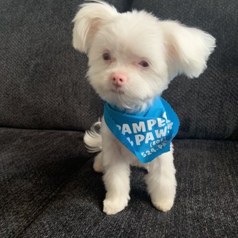 Pampered Paws Pet Grooming - Wilson after getting all done up. - Pet Groomers Near Me - Fillmore, California Pampered Paws Pet Grooming - Wilson after getting all done up. - Pet Groomers Near Me - Fillmore, California
