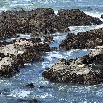 Fiscalini Ranch Preserve - Beaches Near Me - Cambria, California Fiscalini Ranch Preserve - Beaches Near Me - Cambria, California