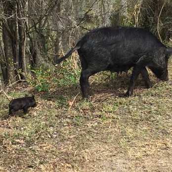 Circle B Bar Reserve - Boar with, well, baby boar - Hiking Near Me - Lakeland, Florida Circle B Bar Reserve - Boar with, well, baby boar - Hiking Near Me - Lakeland, Florida
