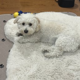 Luna Before grooming. Scraggly girl! Luna Before grooming. Scraggly girl!