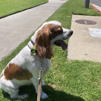 We Groom Pets - After grooming - Pet Groomers Near Me - Downey, California