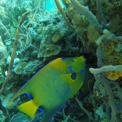ASTscuba