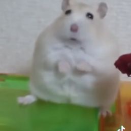  a white hamster sitting on a green tray
