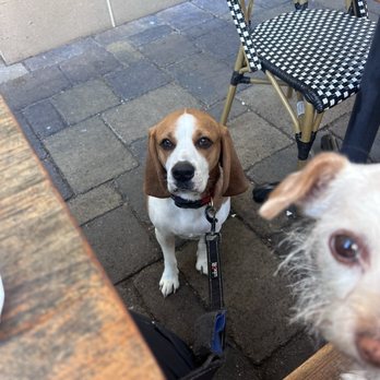 Frost Me Cafe & Bakery - My puppers - Coffee & Tea Near Me - San Diego, California
