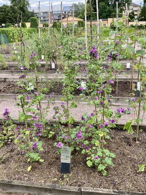 The Linnaeus Museum by null