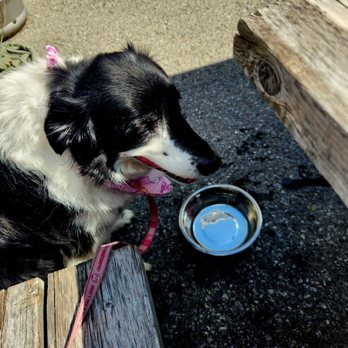 Whiprsnapr Brewing - a black and white dog drinking water from a bowl - Breweries Near Me - Ottawa, Ontario Whiprsnapr Brewing - a black and white dog drinking water from a bowl - Breweries Near Me - Ottawa, Ontario