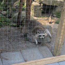 Saunders Country Critters Zoo and Garden Centre - It was a hot day for this raccoon