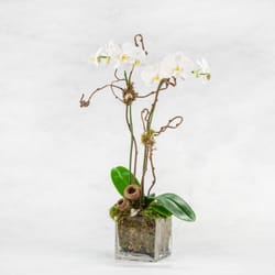Uptown Flowers - Exotic Orchid Plants