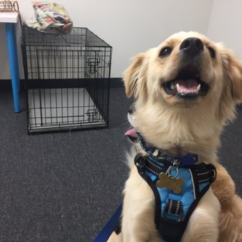 BADDogs - Momma! She's great!!! School is awesome! - Pet Training Near Me - Corona, California BADDogs - Momma! She's great!!! School is awesome! - Pet Training Near Me - Corona, California