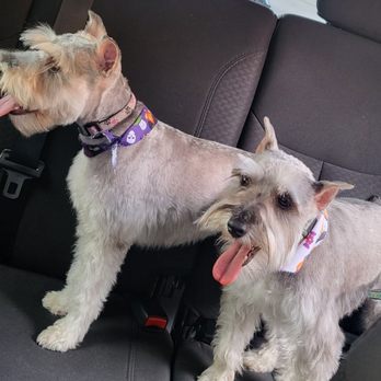 Z Dog Grooming - Adorable - Pet Groomers Near Me - Las Vegas, Nevada