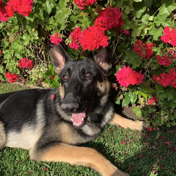 Sit Means Sit San Gabriel Valley - Training group SIT MEANS SIT - Pet Training Near Me - Glendora, California Sit Means Sit San Gabriel Valley - Training group SIT MEANS SIT - Pet Training Near Me - Glendora, California