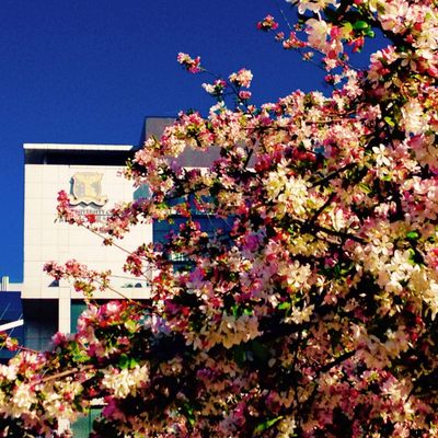 The University of Melbourne by null