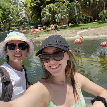 Zoo Miami - flamingos when u first walk in - Zoos Near Me - Miami, Florida Zoo Miami - flamingos when u first walk in - Zoos Near Me - Miami, Florida