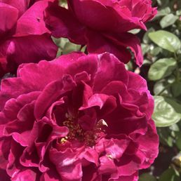 Triple bloom Triple bloom
