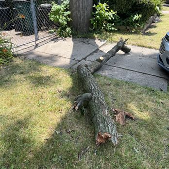 Avon Tree Service - After I did the cleanup - Tree Services Near Me - Madison Heights, Michigan Avon Tree Service - After I did the cleanup - Tree Services Near Me - Madison Heights, Michigan