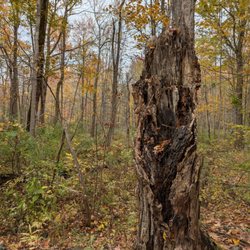 Reinstein Dr Victor Woods Nature Preserve