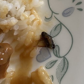 China Wong - BUG IN FOOD! - Chinese Near Me - Fredericksburg, Virginia China Wong - BUG IN FOOD! - Chinese Near Me - Fredericksburg, Virginia