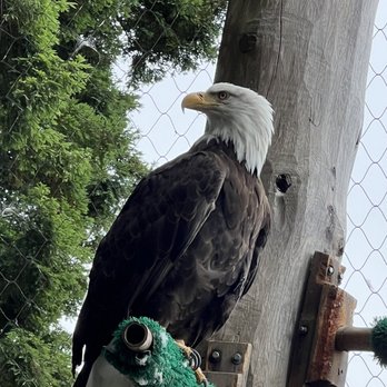 Sequoia Park Zoo - Eagle - Zoos Near Me - Eureka, California