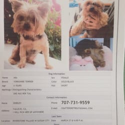 A B C Animal Hospital - Missing yorkie in suisun! Her name is Mia! Please keep a look out for her!