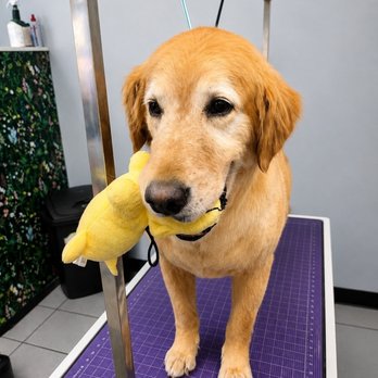 Mandy's Dog-O-Mat - Pet Groomers Near Me - West Chester, Ohio Mandy's Dog-O-Mat - Pet Groomers Near Me - West Chester, Ohio