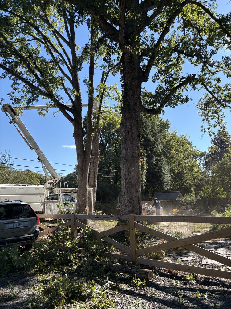 Ernesto’s Landscaping & Tree Service - tree service in Henrico, VA