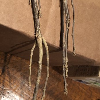Direct Gardening - Bone dry and dead - Nurseries & Gardening Near Me - Bloomington, Illinois Direct Gardening - Bone dry and dead - Nurseries & Gardening Near Me - Bloomington, Illinois