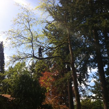 Tree Masters - Weight reduction on large elm. - Tree Services Near Me - Portland, Oregon