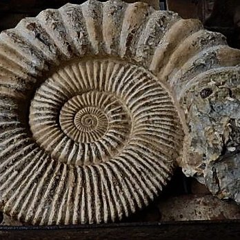 Sterling Hill Mining Museum - Nautilus Fossil - Museums Near Me - Ogdensburg, New Jersey