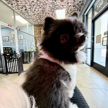 Jasmine Pet Grooming - Before - Pet Groomers Near Me - Brea, California