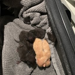 Pet Supermarket - Abandoned kittens