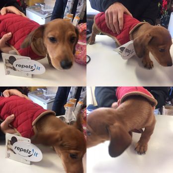 Woofs A Daisy - Gorgeous George xxx - Pet Stores Near Me - Kingston upon Thames, XGL