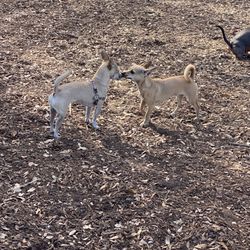 North Shore Dog Park - New friends!