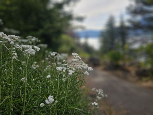 Multnomah Falls by null