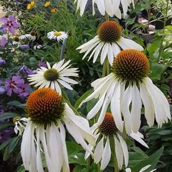 Keyes Perennial Farm and Nursery