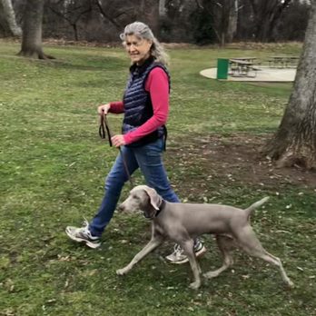 High Tail Dog Training - Heeling with Weimaraner - Pet Training Near Me High Tail Dog Training - Heeling with Weimaraner - Pet Training Near Me
