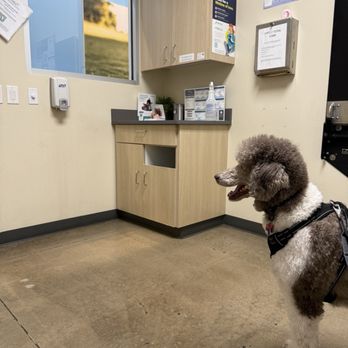 Vetco Total Care - Waiting for the vet - Veterinarians Near Me - San Antonio, Texas Vetco Total Care - Waiting for the vet - Veterinarians Near Me - San Antonio, Texas