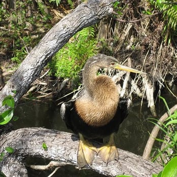 Anhinga Trail - Anhinga - Hiking Near Me - Homestead, Florida Anhinga Trail - Anhinga - Hiking Near Me - Homestead, Florida