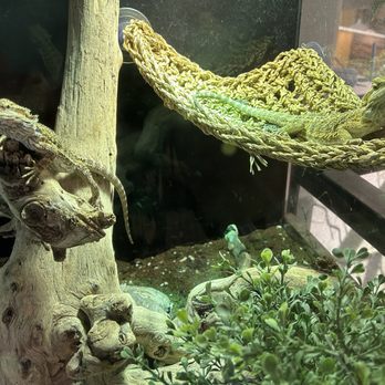 Critter Cabana - Bearded dragons chilling - Pet Stores Near Me - Newberg, Oregon