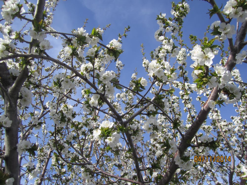 J & M Tree Cutting - tree service in Orem, UT