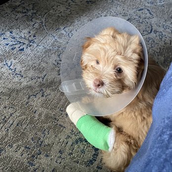 VCA ASEC - Biggie - Emergency Pet Hospital Near Me - Los Angeles, California