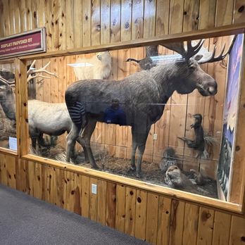 Cody Firearms Experience - Display - Gun/Rifle Ranges Near Me - Cody, Wyoming