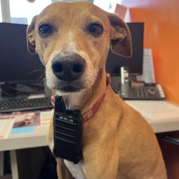 Dogtopia - Fort Mill - Pet Groomers Near Me - Fort Mill, South Carolina
