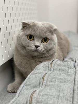 Cat Grooming - Call today to schedule your groom!
