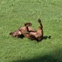 Lakeview Kennels