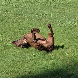 Lakeview Kennels - I purchase playtime that way he can get his energy out daily!
