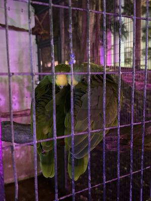 Jungle Island by null