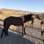 Photo of Reno-Tahoe Limousine