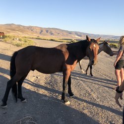 Reno-Tahoe Limousine